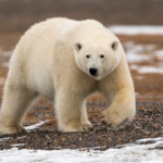 Oso Polar Tras el Calentamiento Global, Imagen externa